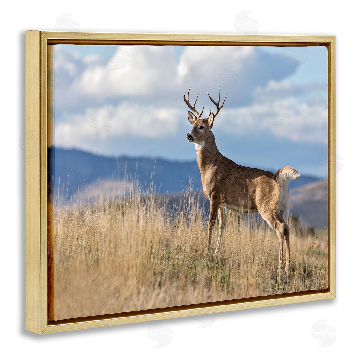 Larry McFerrin White-Tail Buck in Wild Montana Mountains Blue Sky