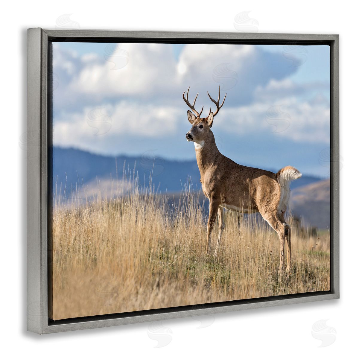 Larry McFerrin White-Tail Buck in Wild Montana Mountains Blue Sky
