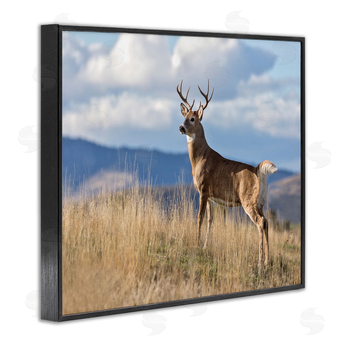 Larry McFerrin White-Tail Buck in Wild Montana Mountains Blue Sky