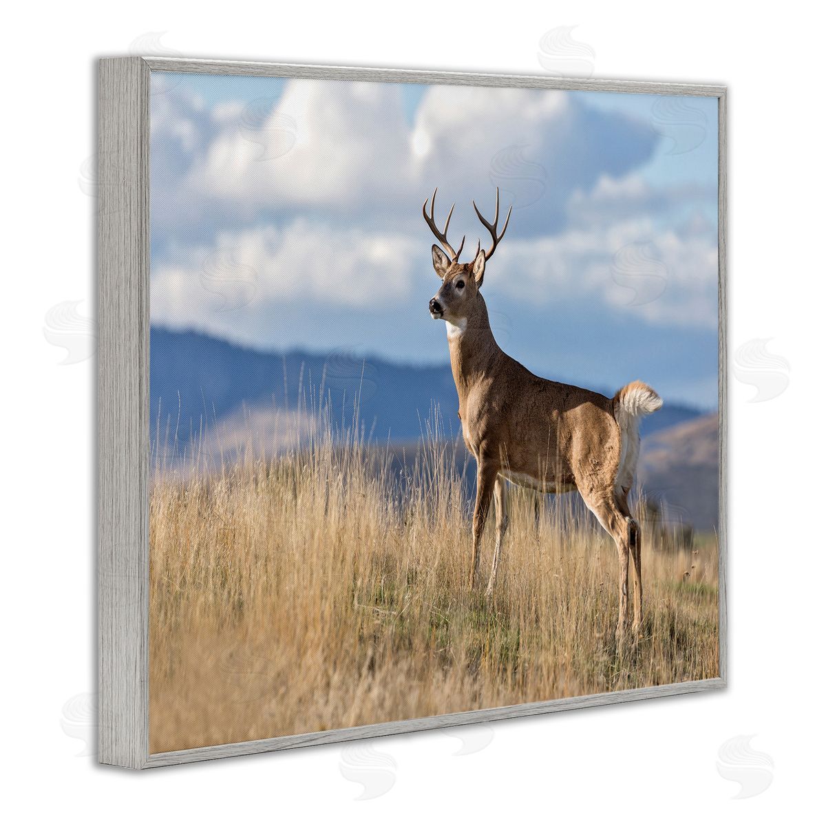 Larry McFerrin White-Tail Buck in Wild Montana Mountains Blue Sky