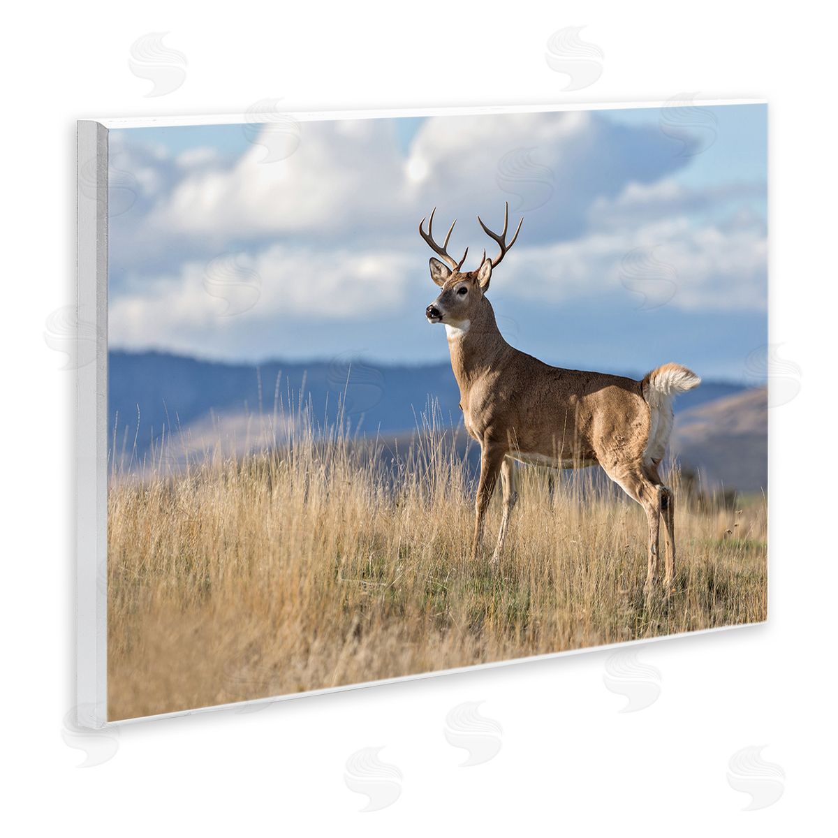Larry McFerrin White-Tail Buck in Wild Montana Mountains Blue Sky