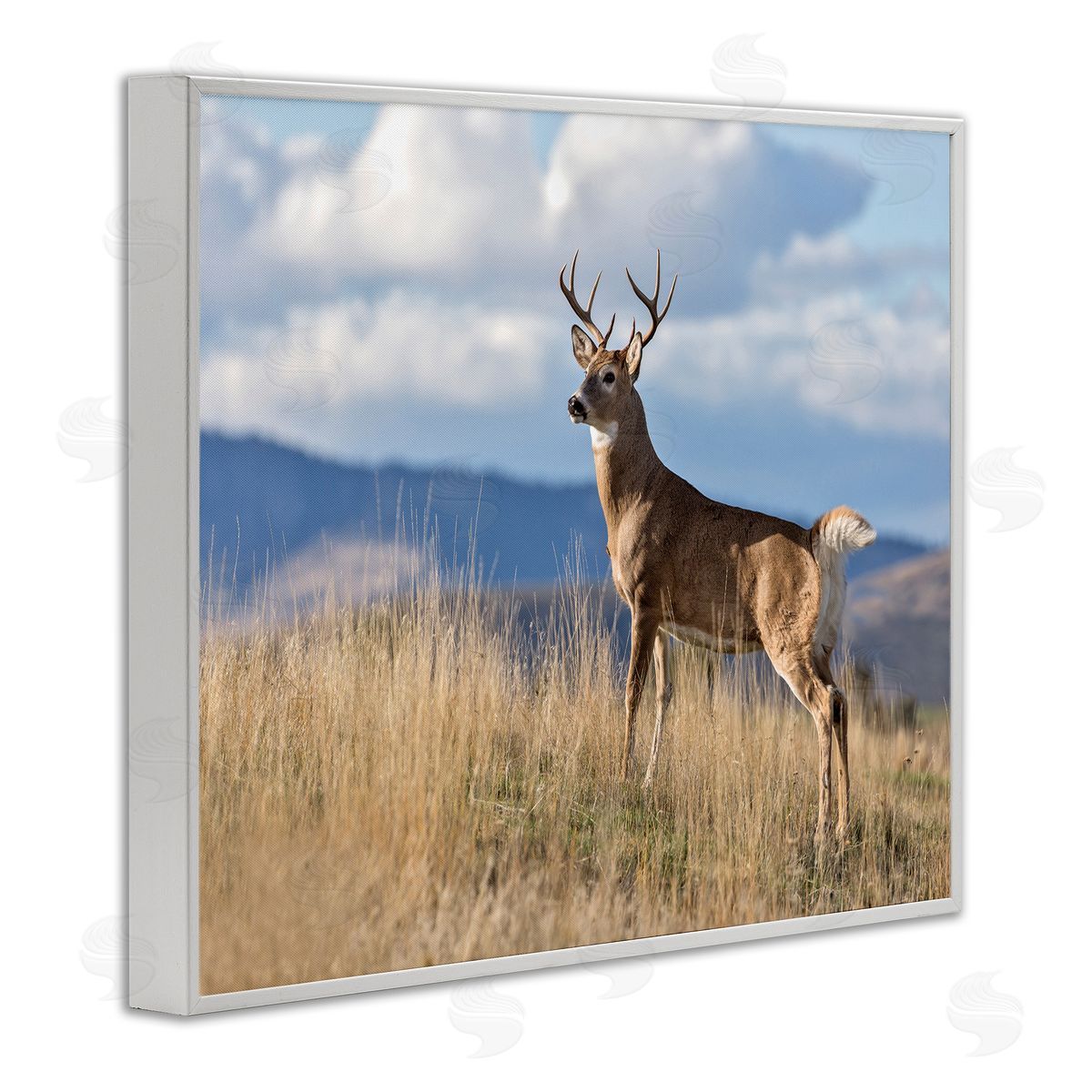 Larry McFerrin White-Tail Buck in Wild Montana Mountains Blue Sky