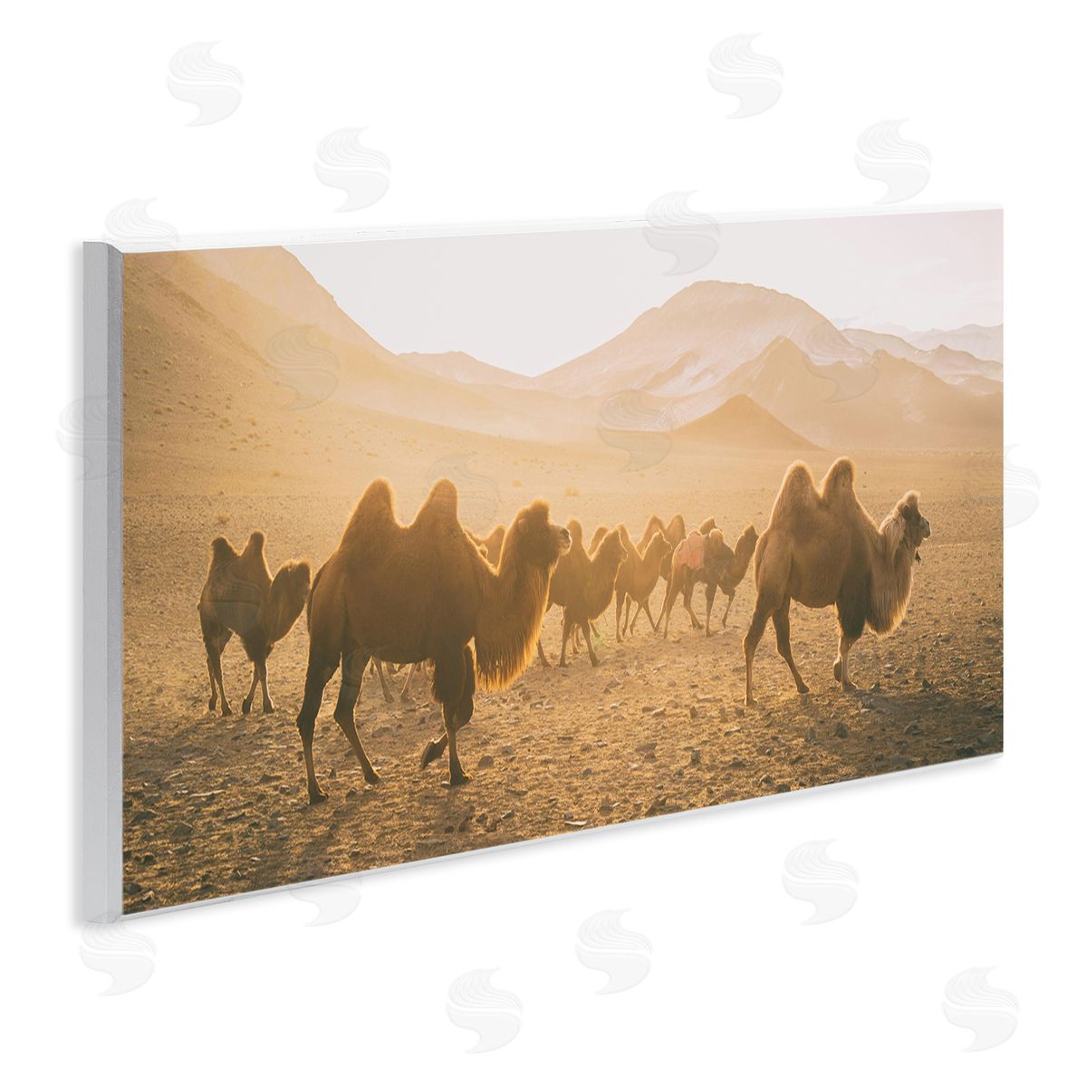Aledanda Camels Marching Desert Animals Canyon Landscape
