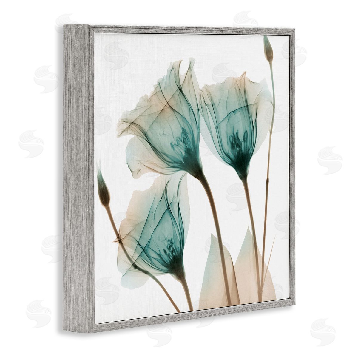 Albert Koetsier Spring Tulip Florals Translucent Plant Photography Gray Framed Glicee Wall Art Print
