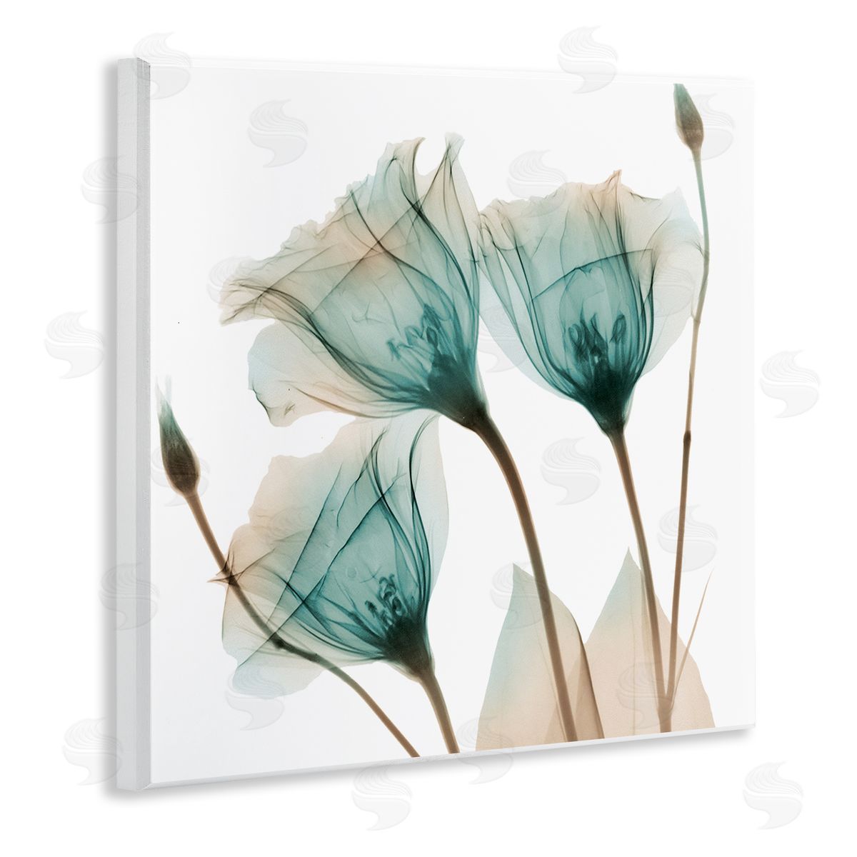 Albert Koetsier Spring Tulip Florals Translucent Plant Photography Wooden Wall Plaque Art Print