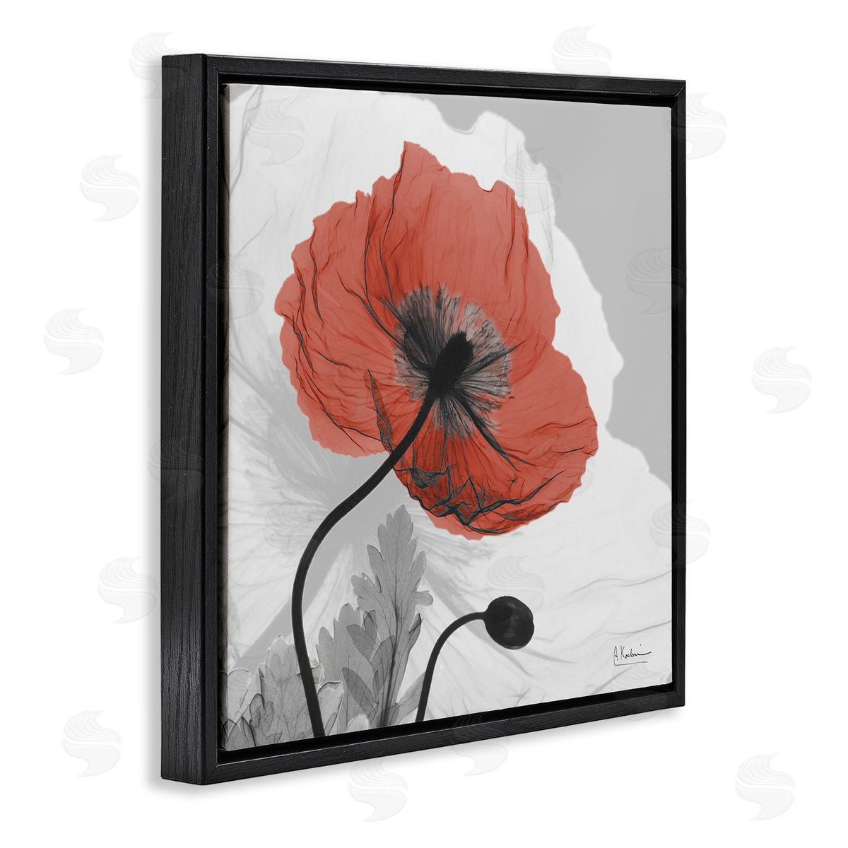 Albert Koetsier Translucent Red Poppy Floral Modern Flower Photography Black Floating Frame Canvas Wall Art Print