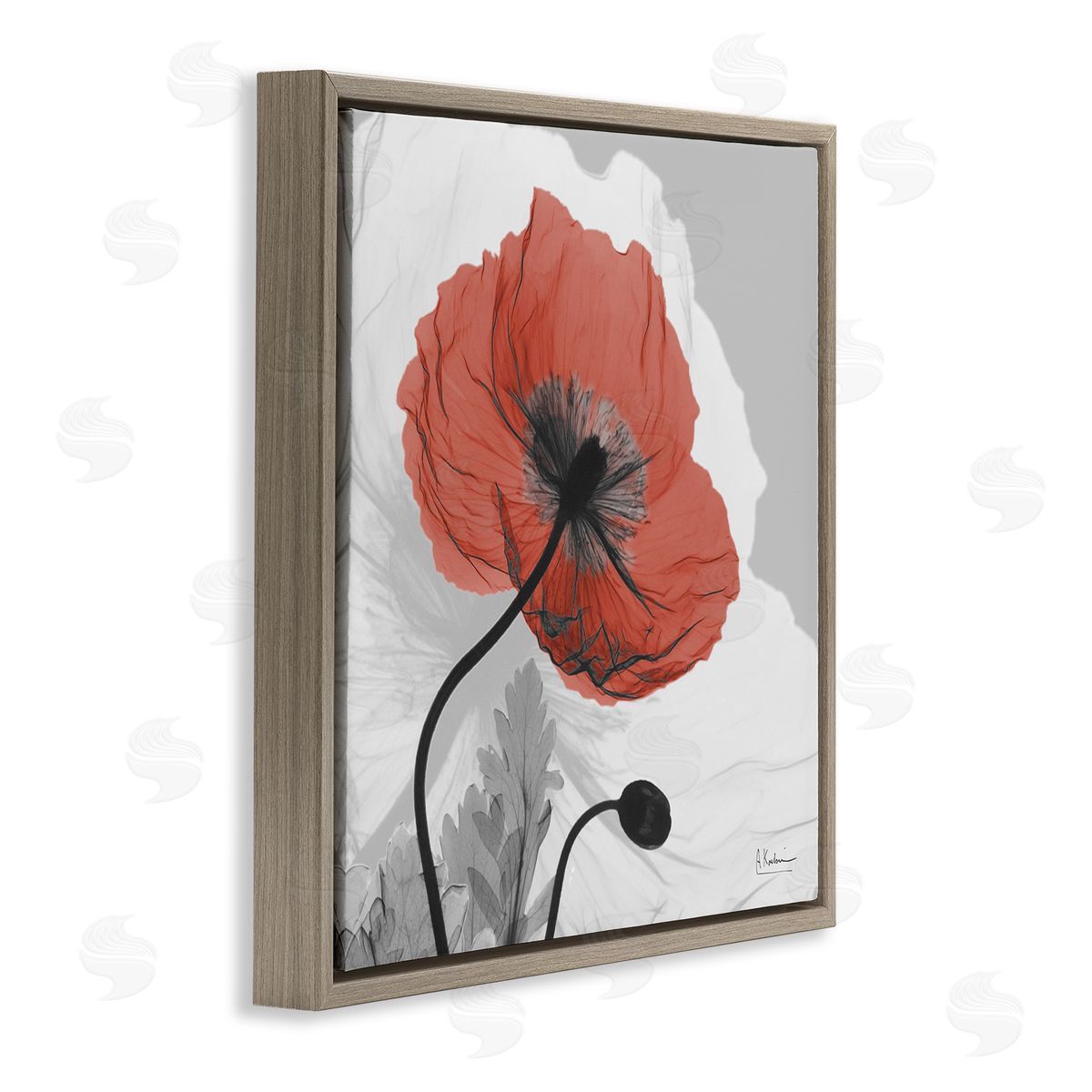 Albert Koetsier Translucent Red Poppy Floral Modern Flower Photography Brown Floating Frame Canvas Wall Art Print