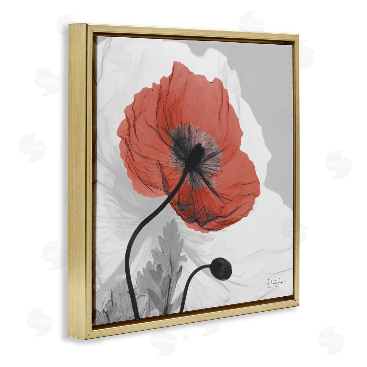 Albert Koetsier Translucent Red Poppy Floral Modern Flower Photography Gold Floating Frame Canvas Wall Art Print