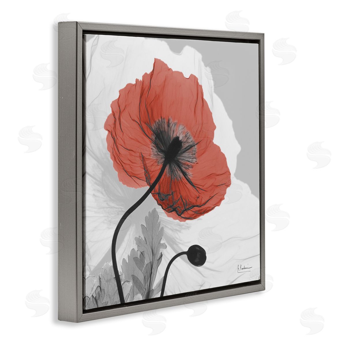 Albert Koetsier Translucent Red Poppy Floral Modern Flower Photography Gray Floating Frame Canvas Wall Art Print