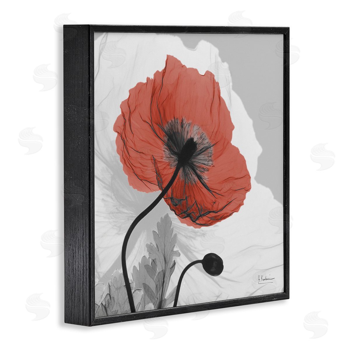 Albert Koetsier Translucent Red Poppy Floral Modern Flower Photography Black Framed Glicee Wall Art Print