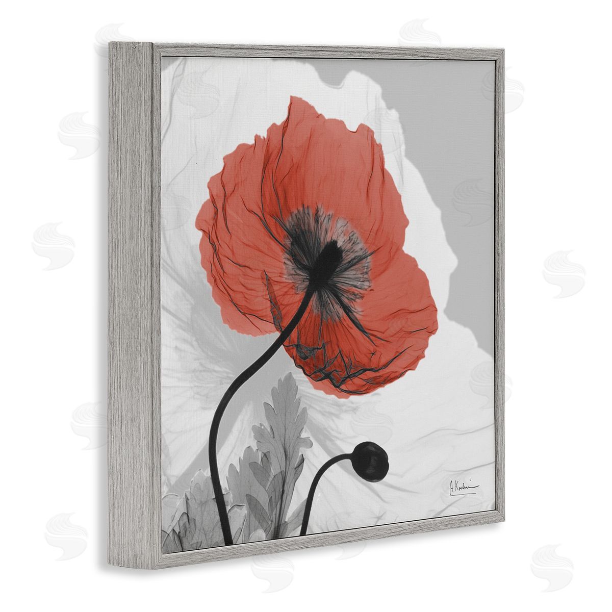 Albert Koetsier Translucent Red Poppy Floral Modern Flower Photography Gray Framed Glicee Wall Art Print