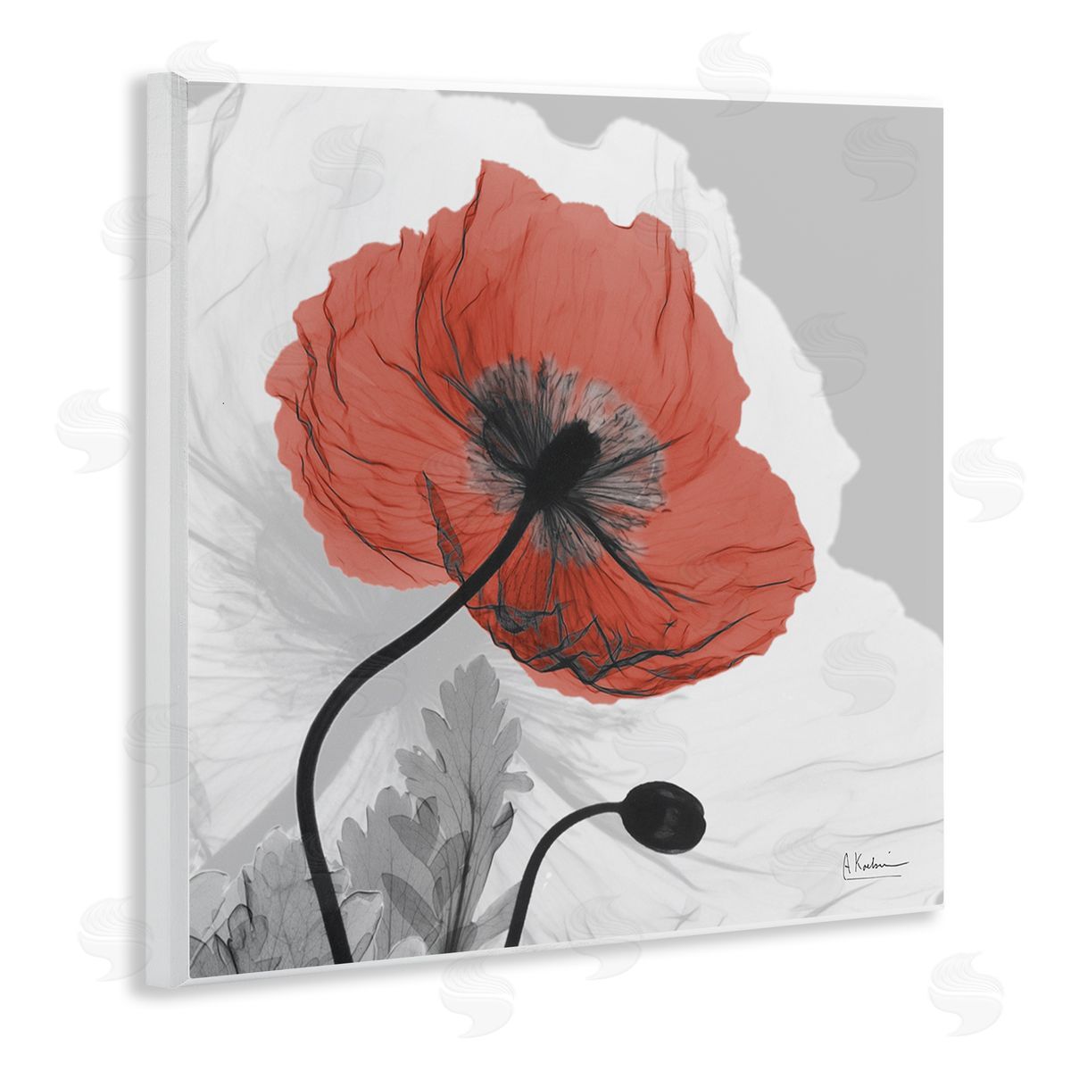 Albert Koetsier Translucent Red Poppy Floral Modern Flower Photography Wooden Wall Plaque Art Print