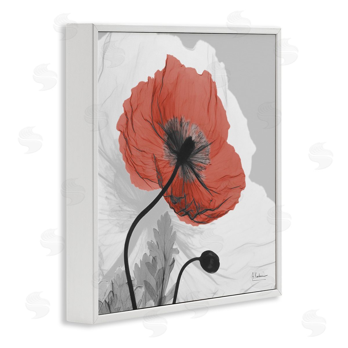 Albert Koetsier Translucent Red Poppy Floral Modern Flower Photography White Framed Glicee Wall Art Print