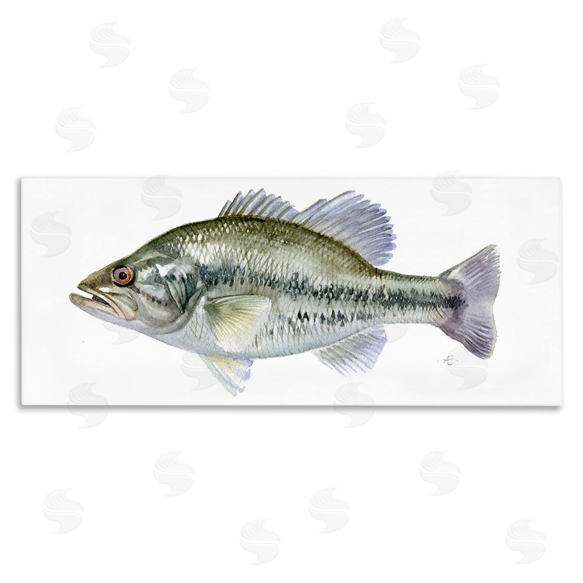 Verbrugge Watercolor Green Blue Bass Fish Modern Watercolor over White
