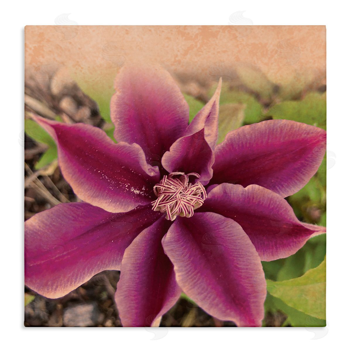 Tammy Apple Pink Clematis Flower Petals Blooming Sun Bleached Tones Stretched Canvas Wall Art Print