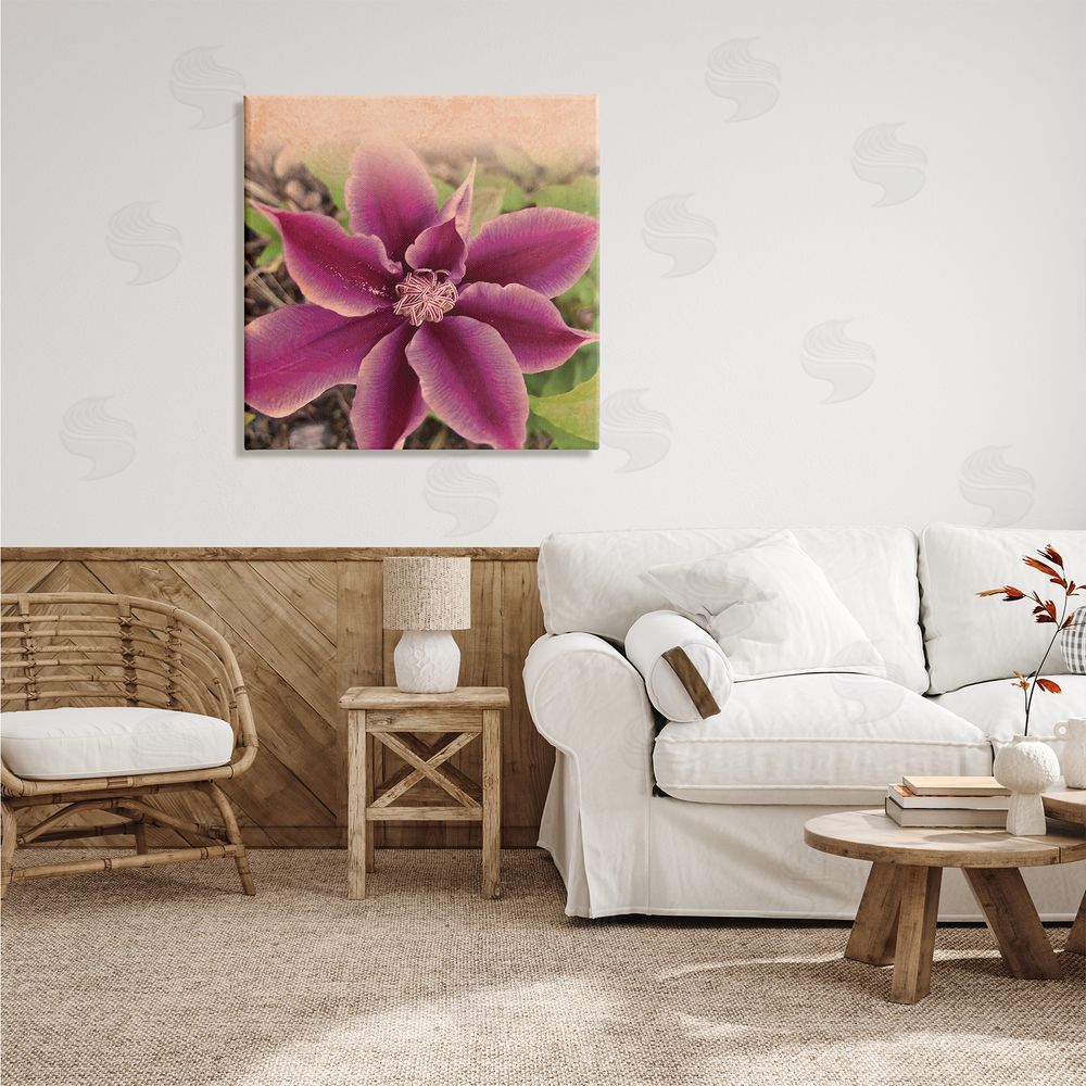 Tammy Apple Pink Clematis Flower Petals Blooming Sun Bleached Tones Canvas Wall Art in Room