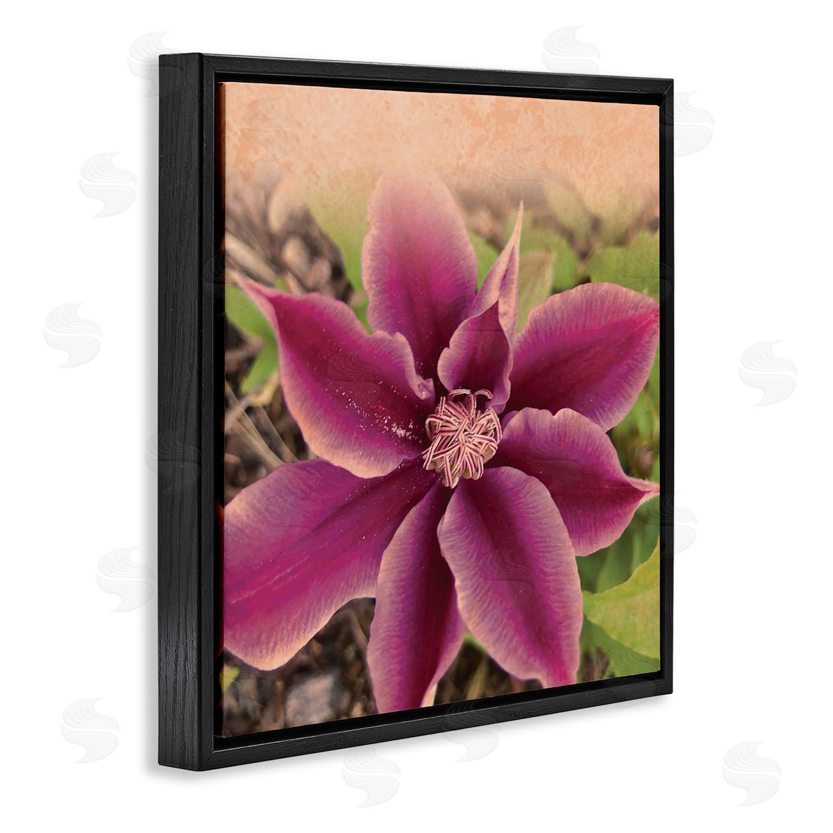 Tammy Apple Pink Clematis Flower Petals Blooming Sun Bleached Tones Black Floating Frame Canvas Wall Art Print