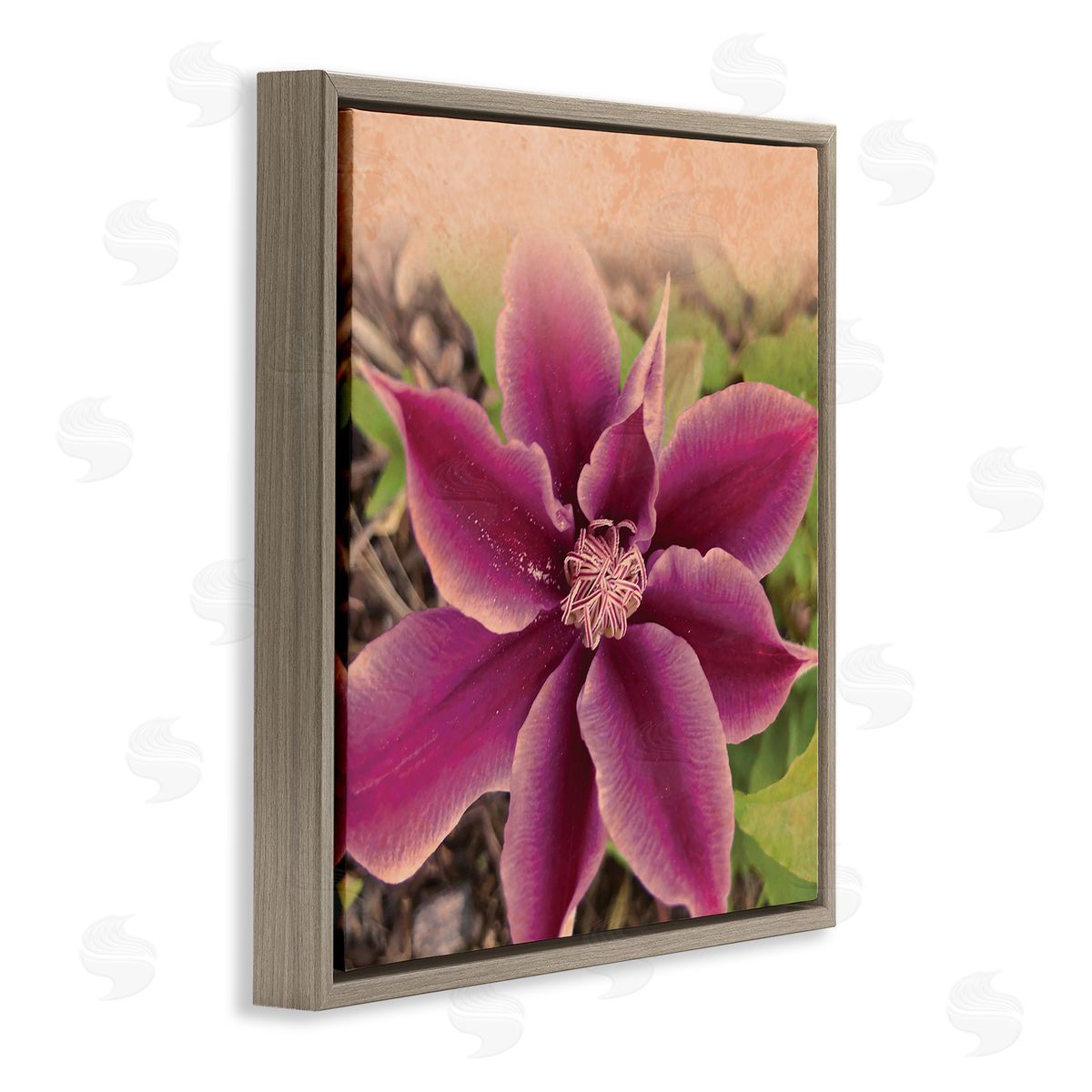 Tammy Apple Pink Clematis Flower Petals Blooming Sun Bleached Tones Brown Floating Frame Canvas Wall Art Print