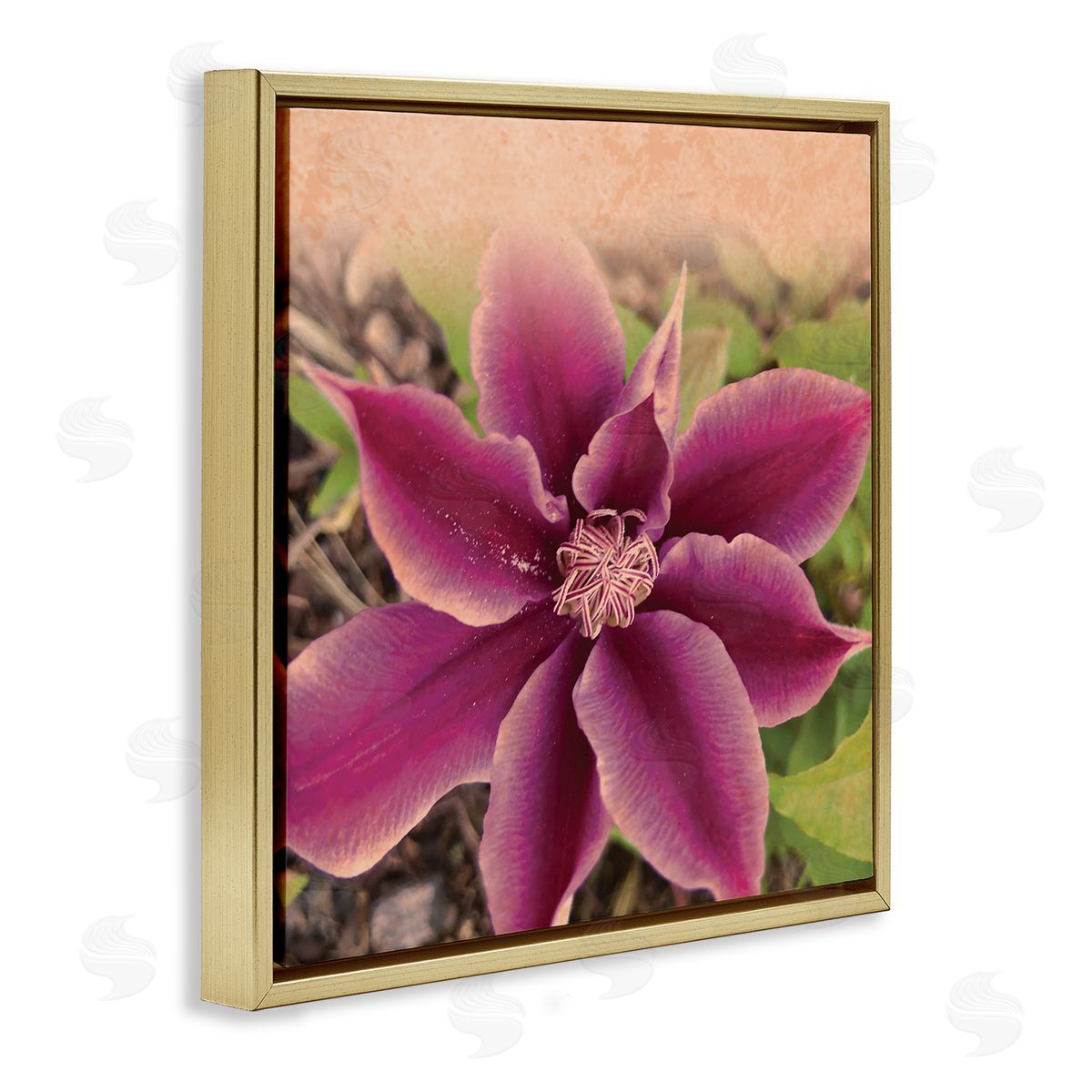 Tammy Apple Pink Clematis Flower Petals Blooming Sun Bleached Tones Gold Floating Frame Canvas Wall Art Print