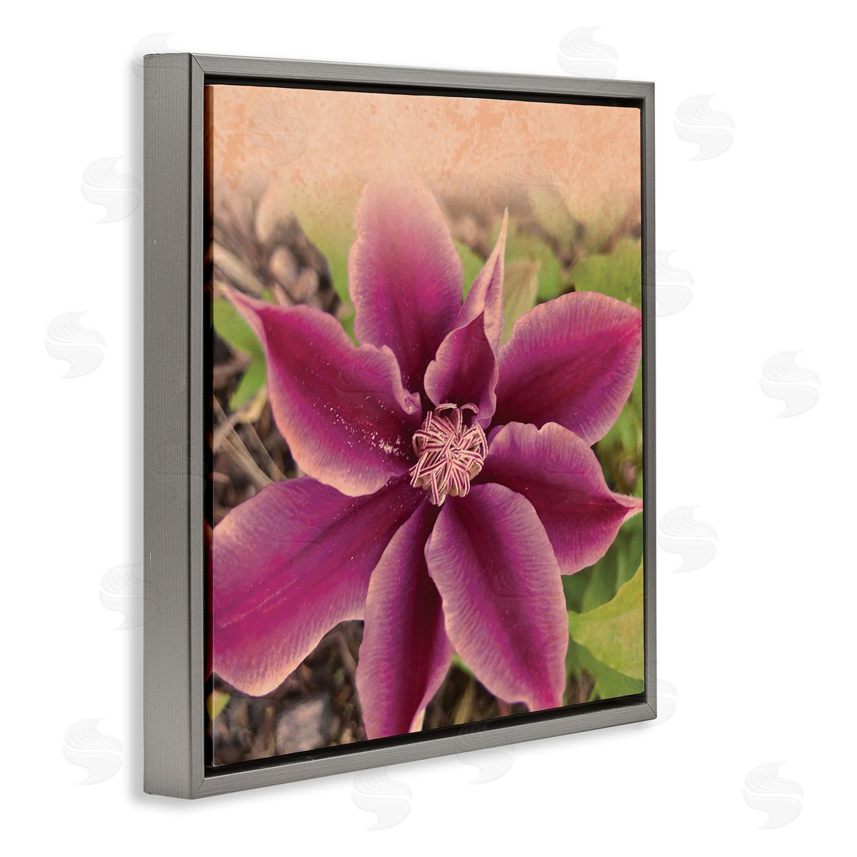 Tammy Apple Pink Clematis Flower Petals Blooming Sun Bleached Tones Gray Floating Frame Canvas Wall Art Print