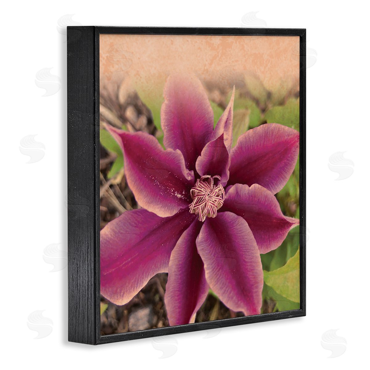 Tammy Apple Pink Clematis Flower Petals Blooming Sun Bleached Tones Black Framed Glicee Wall Art Print