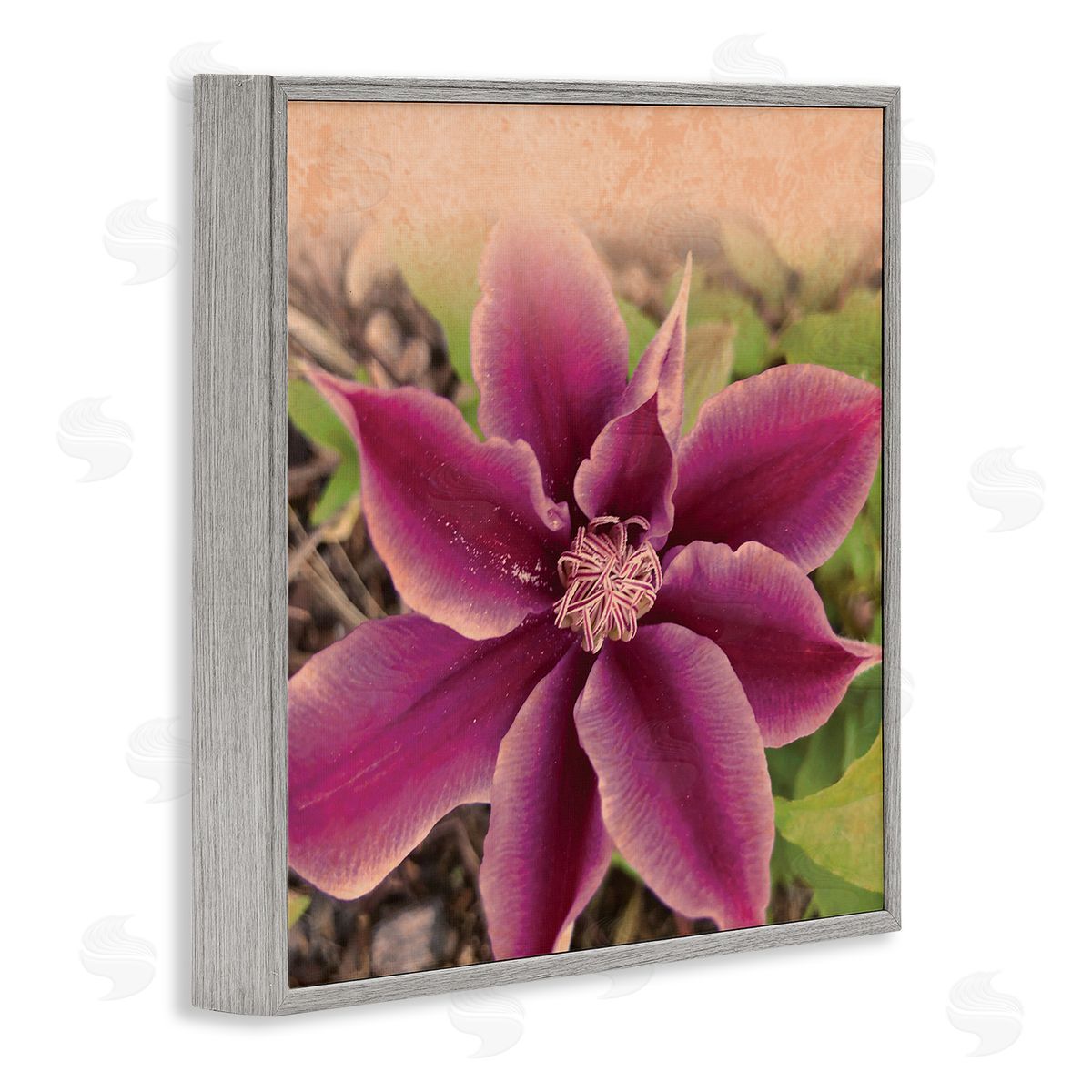 Tammy Apple Pink Clematis Flower Petals Blooming Sun Bleached Tones Gray Framed Glicee Wall Art Print