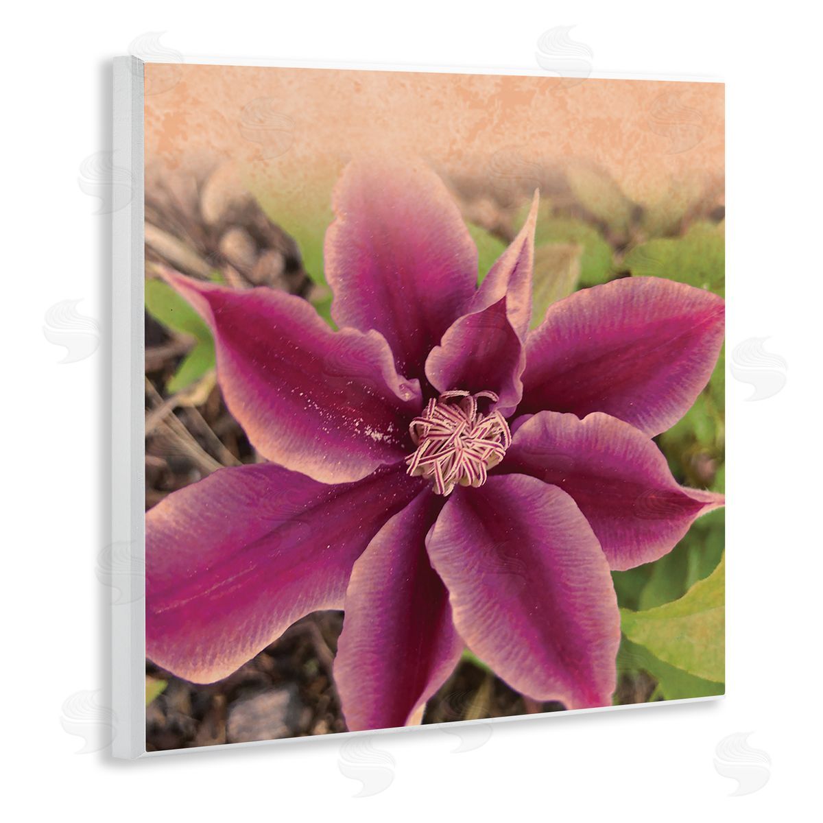 Tammy Apple Pink Clematis Flower Petals Blooming Sun Bleached Tones Wooden Wall Plaque Art Print