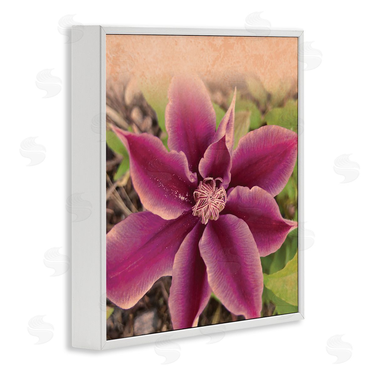 Tammy Apple Pink Clematis Flower Petals Blooming Sun Bleached Tones White Framed Glicee Wall Art Print