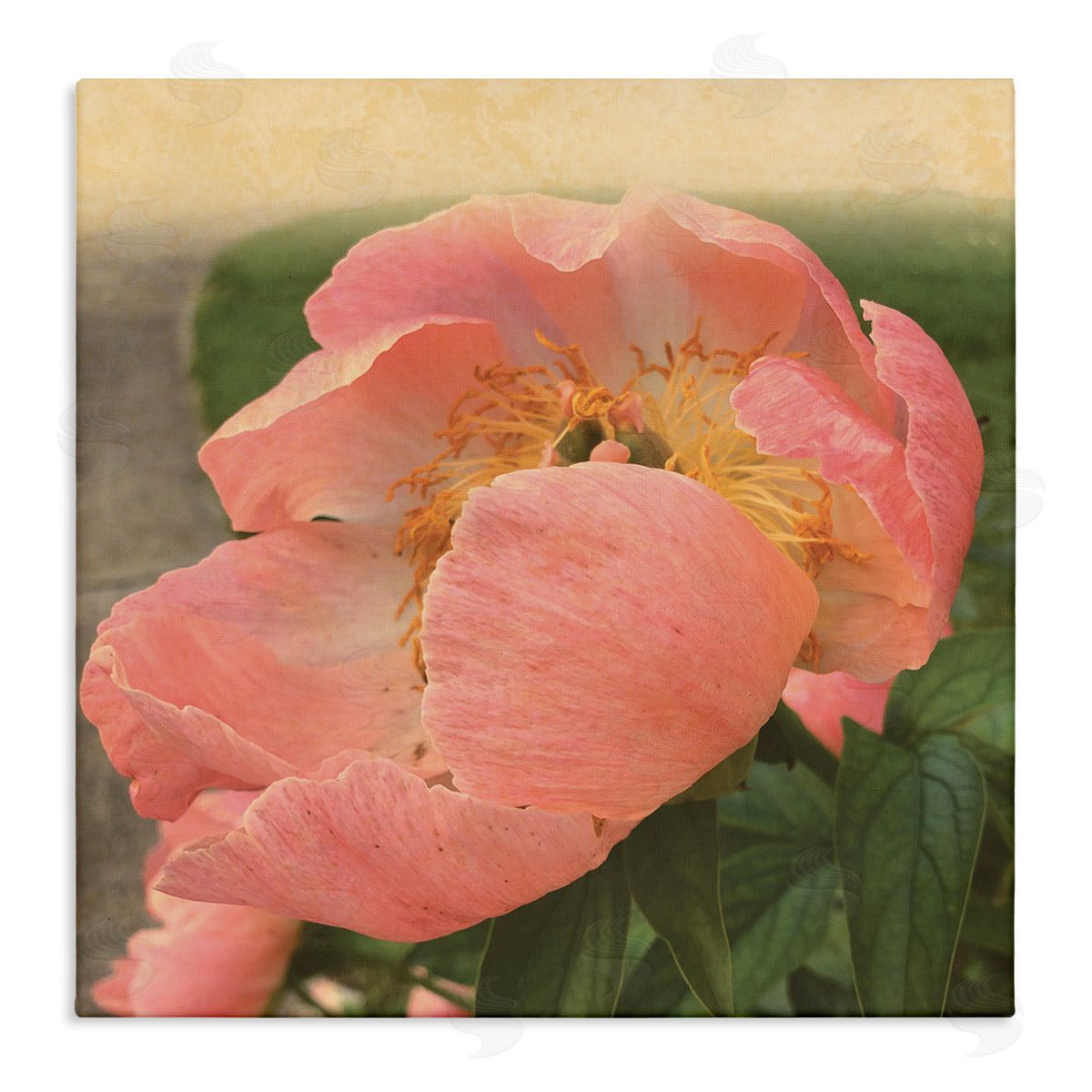 Tammy Apple Dreamy Pink Peony Floral Bloom Sun Bleached Flower Stretched Canvas Wall Art Print