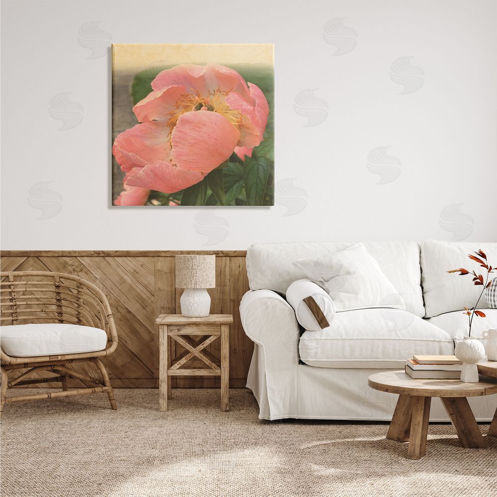Tammy Apple Dreamy Pink Peony Floral Bloom Sun Bleached Flower Canvas Wall Art in Room