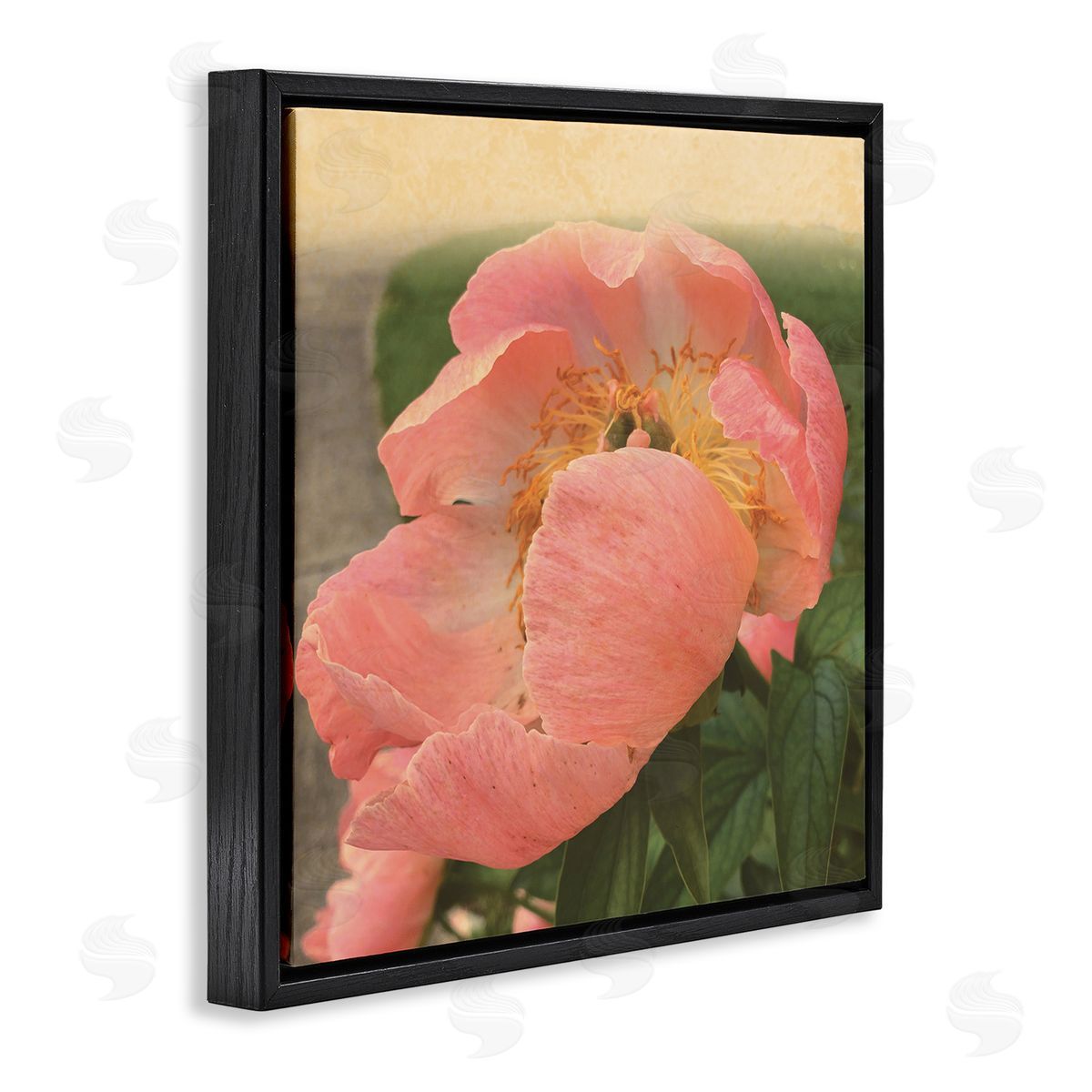 Tammy Apple Dreamy Pink Peony Floral Bloom Sun Bleached Flower Black Floating Frame Canvas Wall Art Print