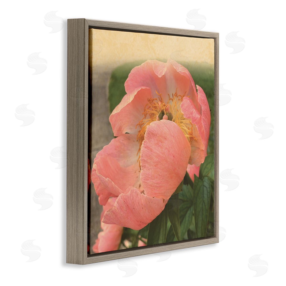 Tammy Apple Dreamy Pink Peony Floral Bloom Sun Bleached Flower Brown Floating Frame Canvas Wall Art Print