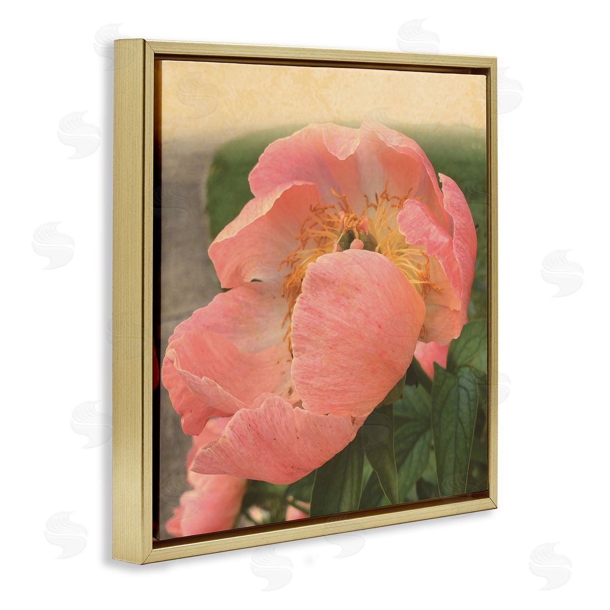 Tammy Apple Dreamy Pink Peony Floral Bloom Sun Bleached Flower Gold Floating Frame Canvas Wall Art Print