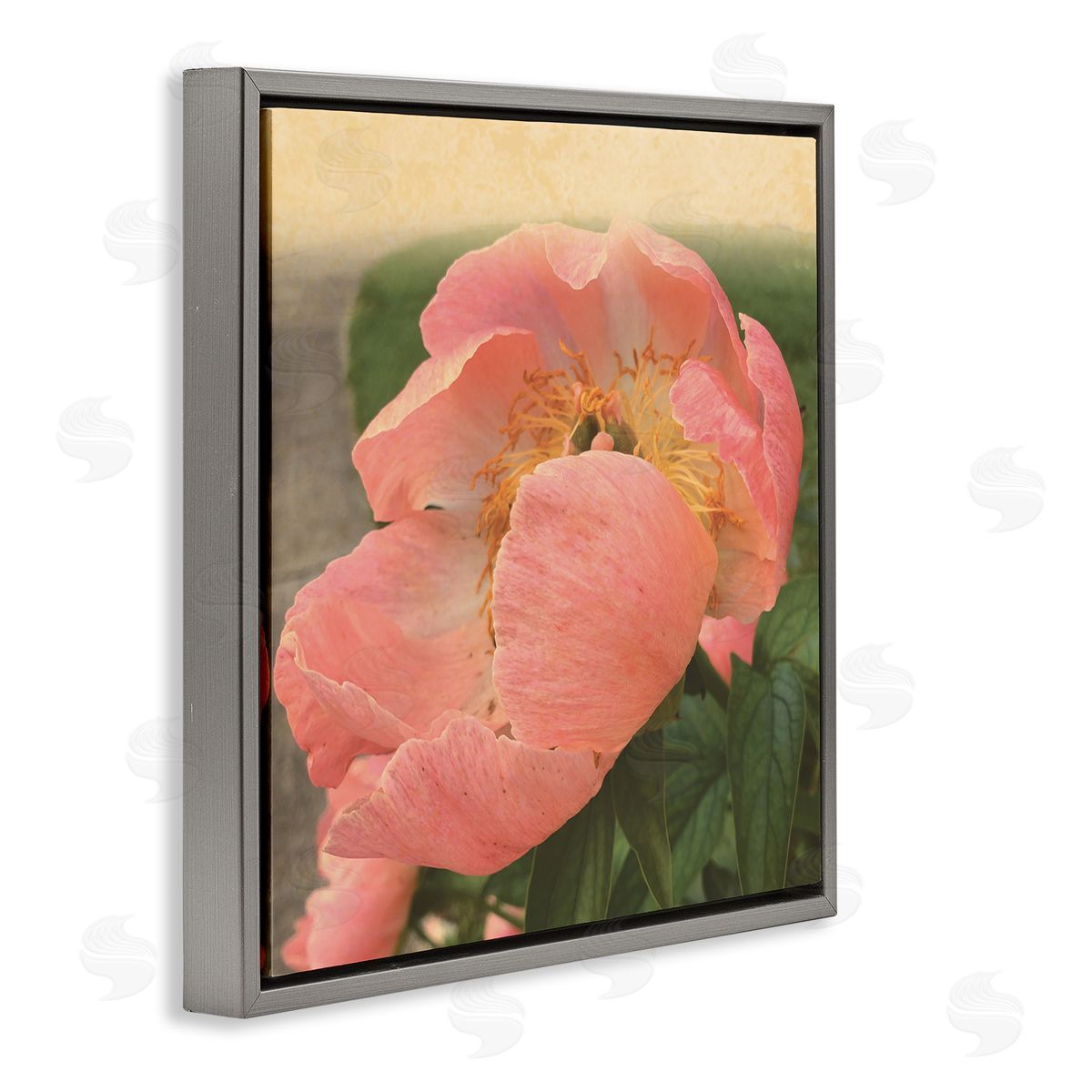 Tammy Apple Dreamy Pink Peony Floral Bloom Sun Bleached Flower Gray Floating Frame Canvas Wall Art Print