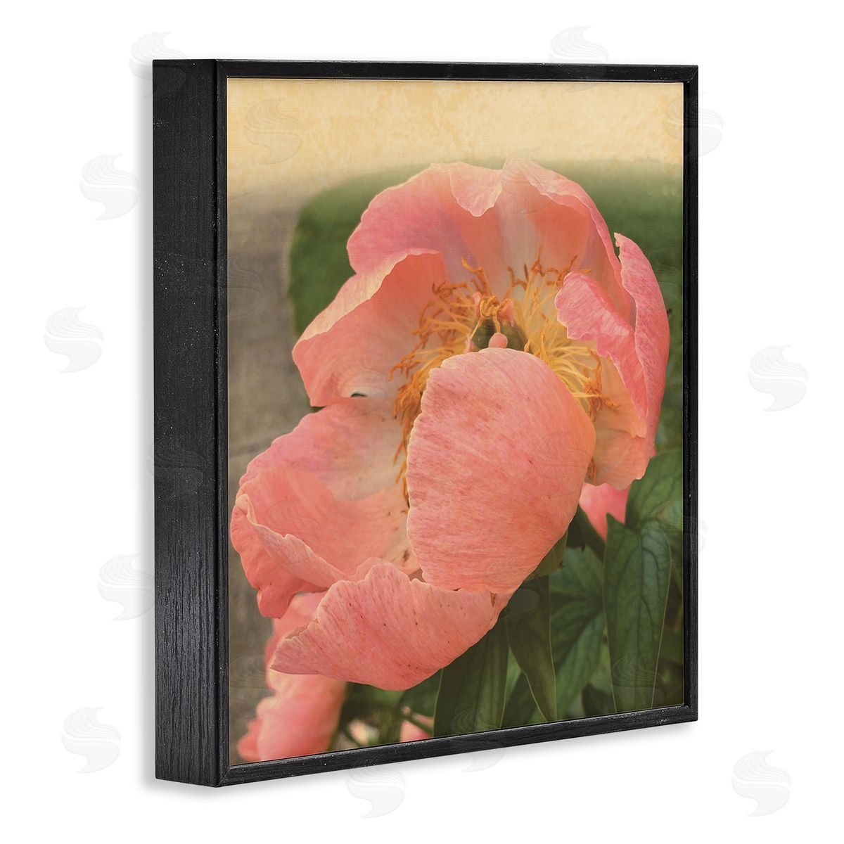 Tammy Apple Dreamy Pink Peony Floral Bloom Sun Bleached Flower Black Framed Glicee Wall Art Print