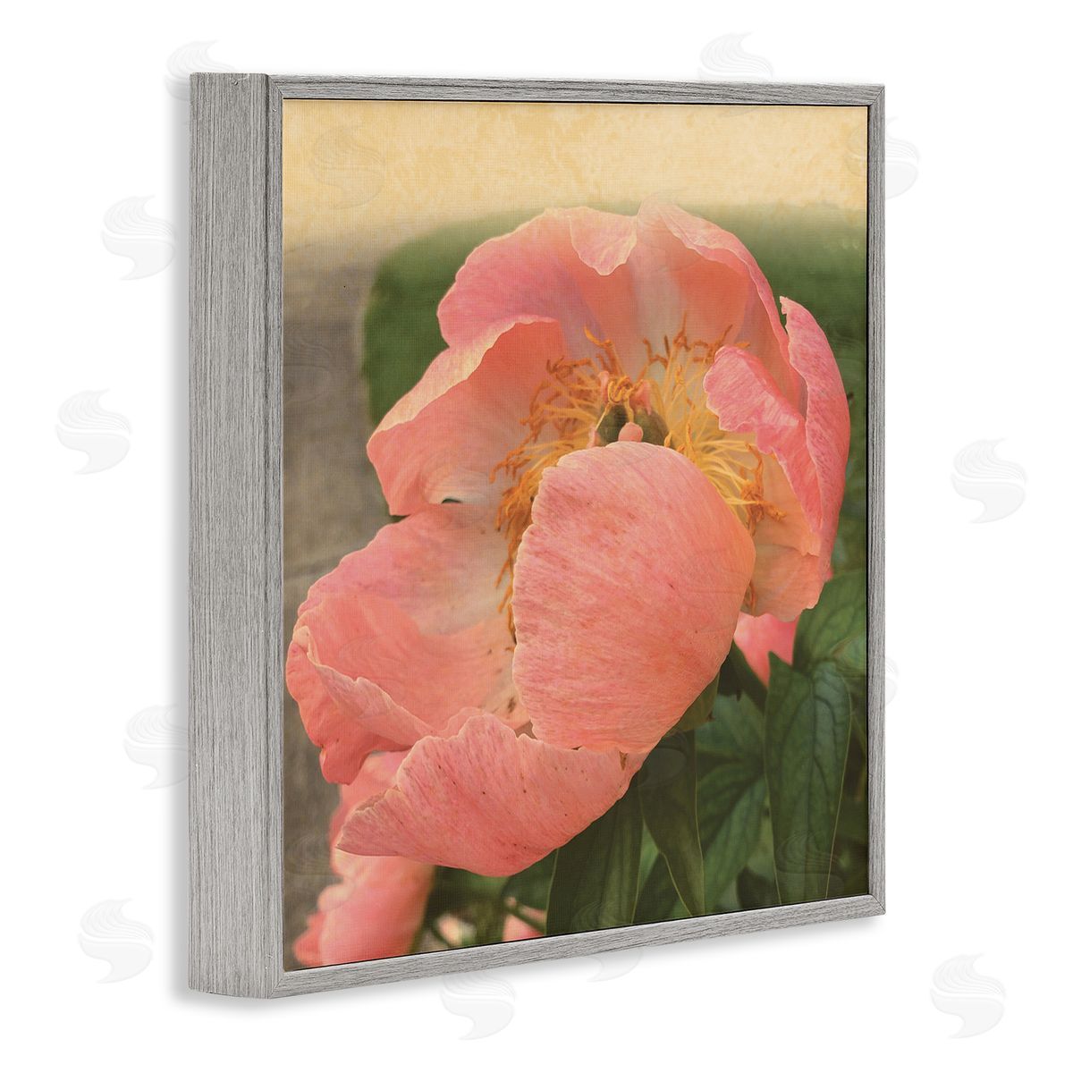 Tammy Apple Dreamy Pink Peony Floral Bloom Sun Bleached Flower Gray Framed Glicee Wall Art Print
