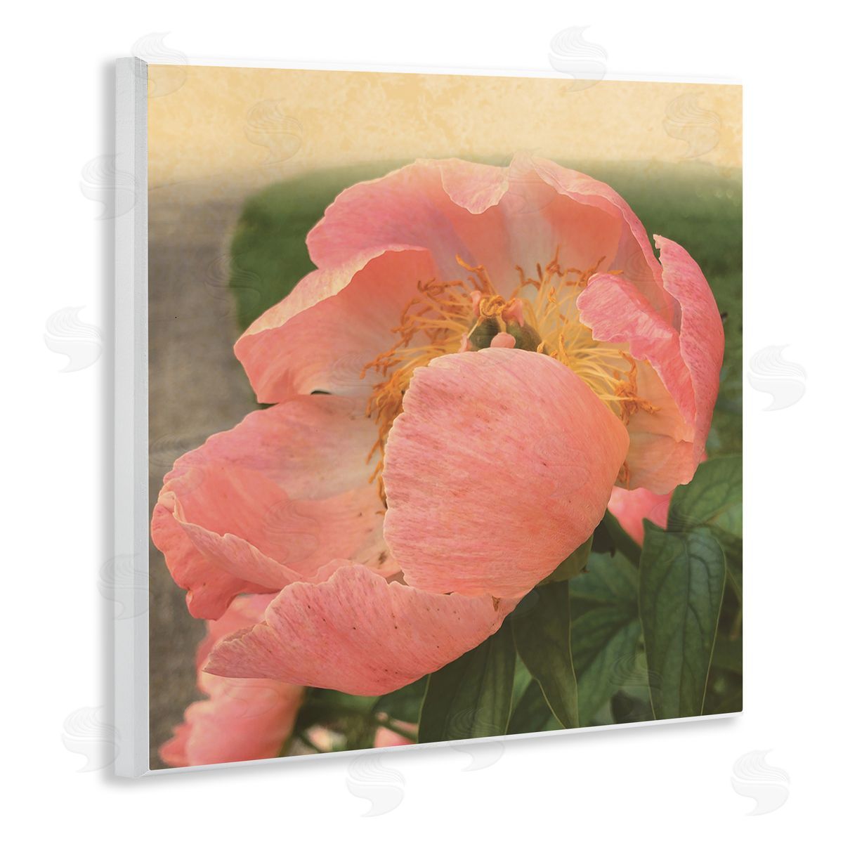 Tammy Apple Dreamy Pink Peony Floral Bloom Sun Bleached Flower Wooden Wall Plaque Art Print