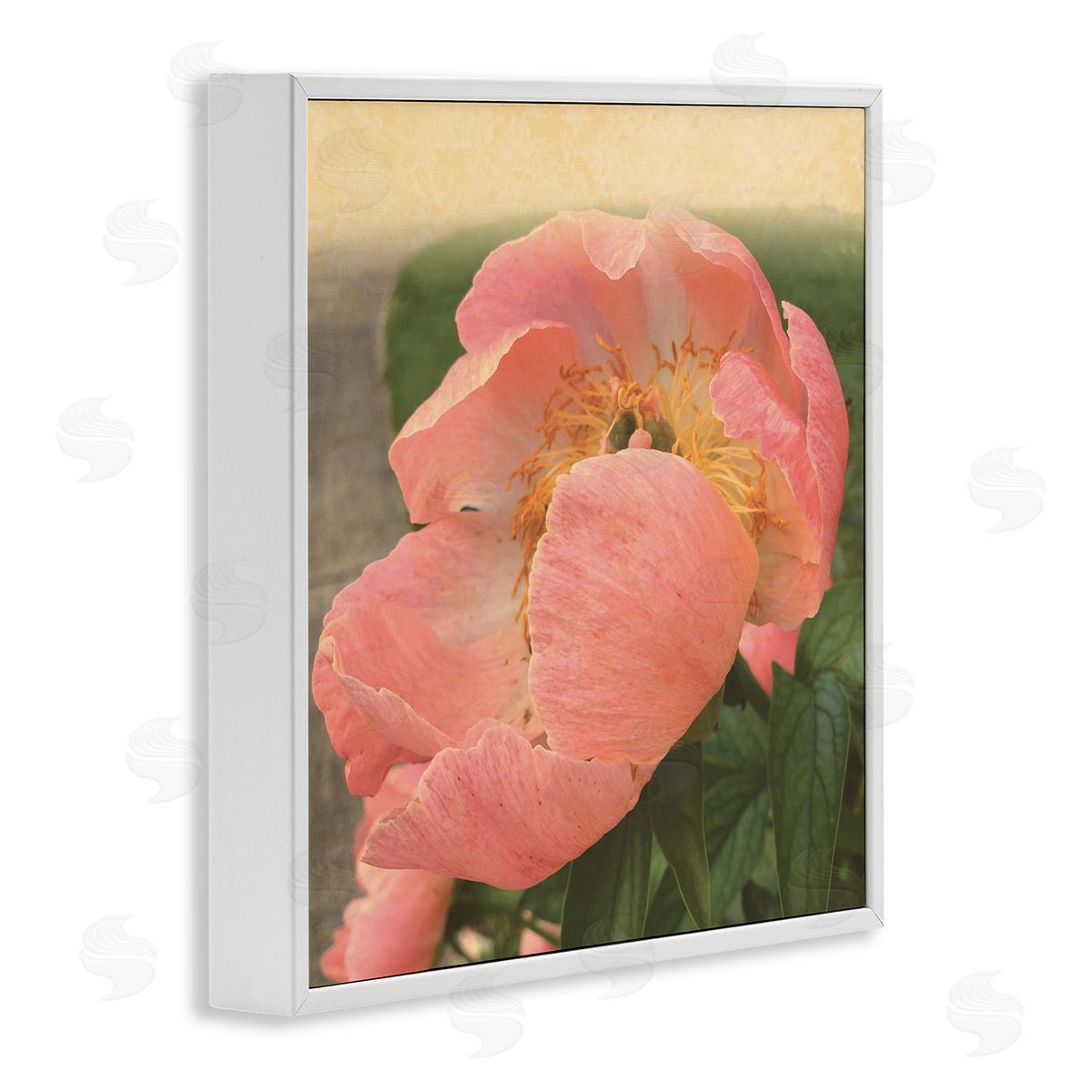 Tammy Apple Dreamy Pink Peony Floral Bloom Sun Bleached Flower White Framed Glicee Wall Art Print