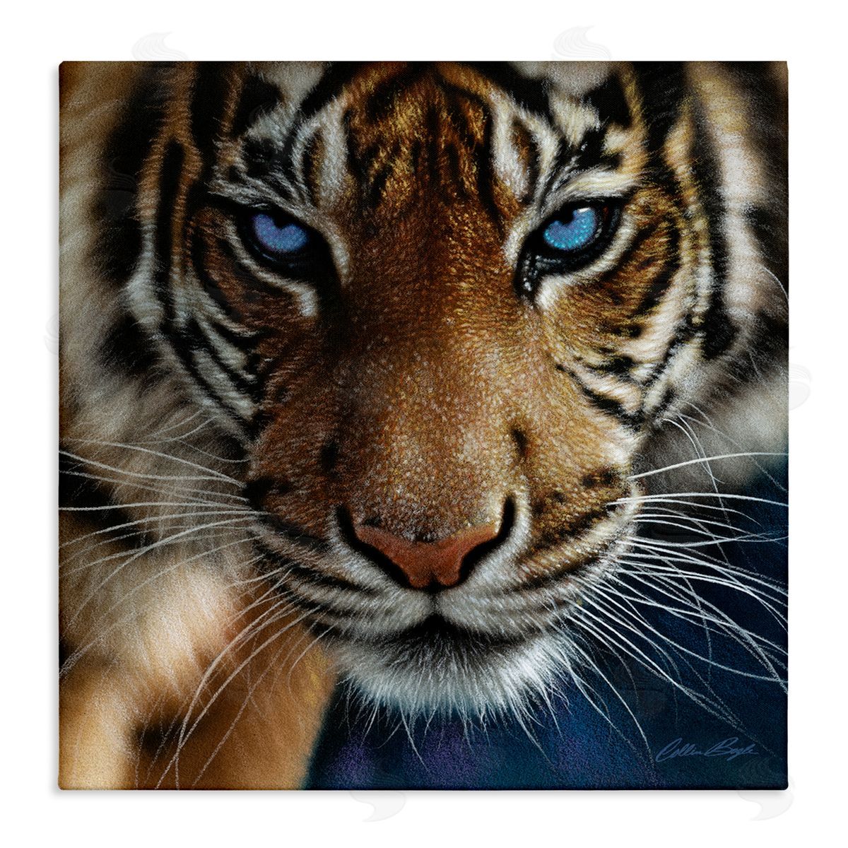 Collin Bogle Blue Eyed Beautiful Fierce Tiger Close Up Detailed Portrait  Stretched Canvas Wall Art Print