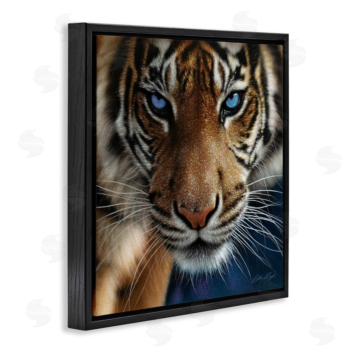 Collin Bogle Blue Eyed Beautiful Fierce Tiger Close Up Detailed Portrait  Black Floating Frame Canvas Wall Art Print