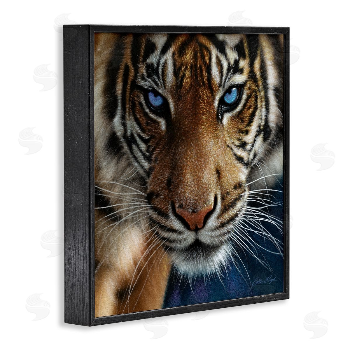Collin Bogle Blue Eyed Beautiful Fierce Tiger Close Up Detailed Portrait  Black Framed Glicee Wall Art Print