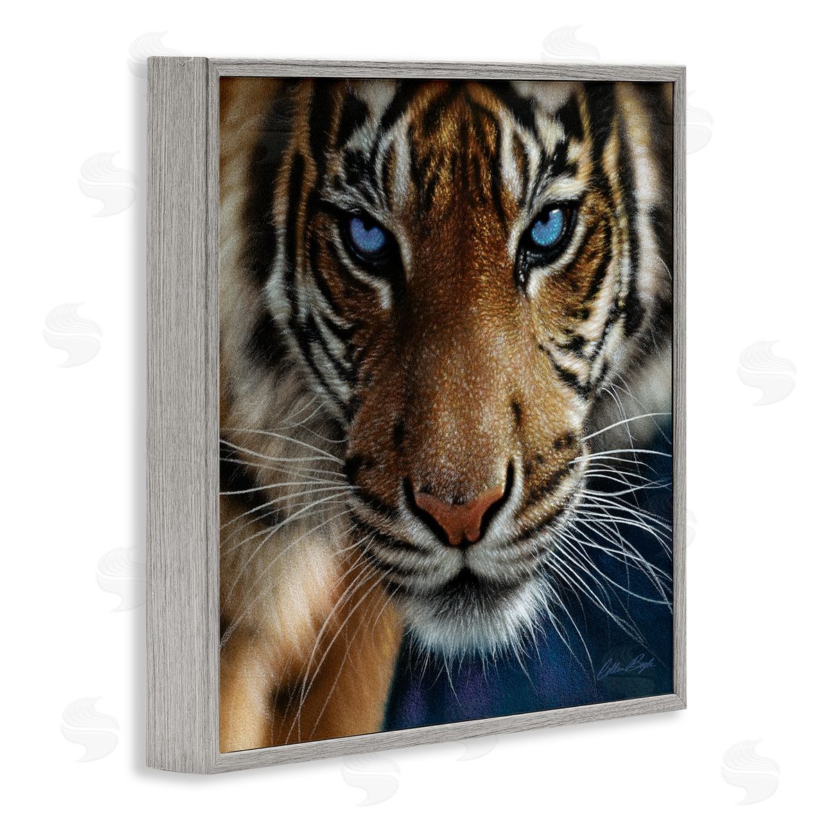 Collin Bogle Blue Eyed Beautiful Fierce Tiger Close Up Detailed Portrait  Gray Framed Glicee Wall Art Print