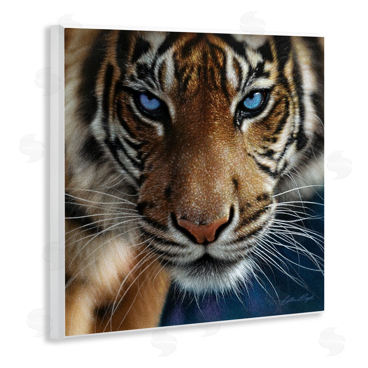 Collin Bogle Blue Eyed Beautiful Fierce Tiger Close Up Detailed Portrait  Wooden Wall Plaque Art Print
