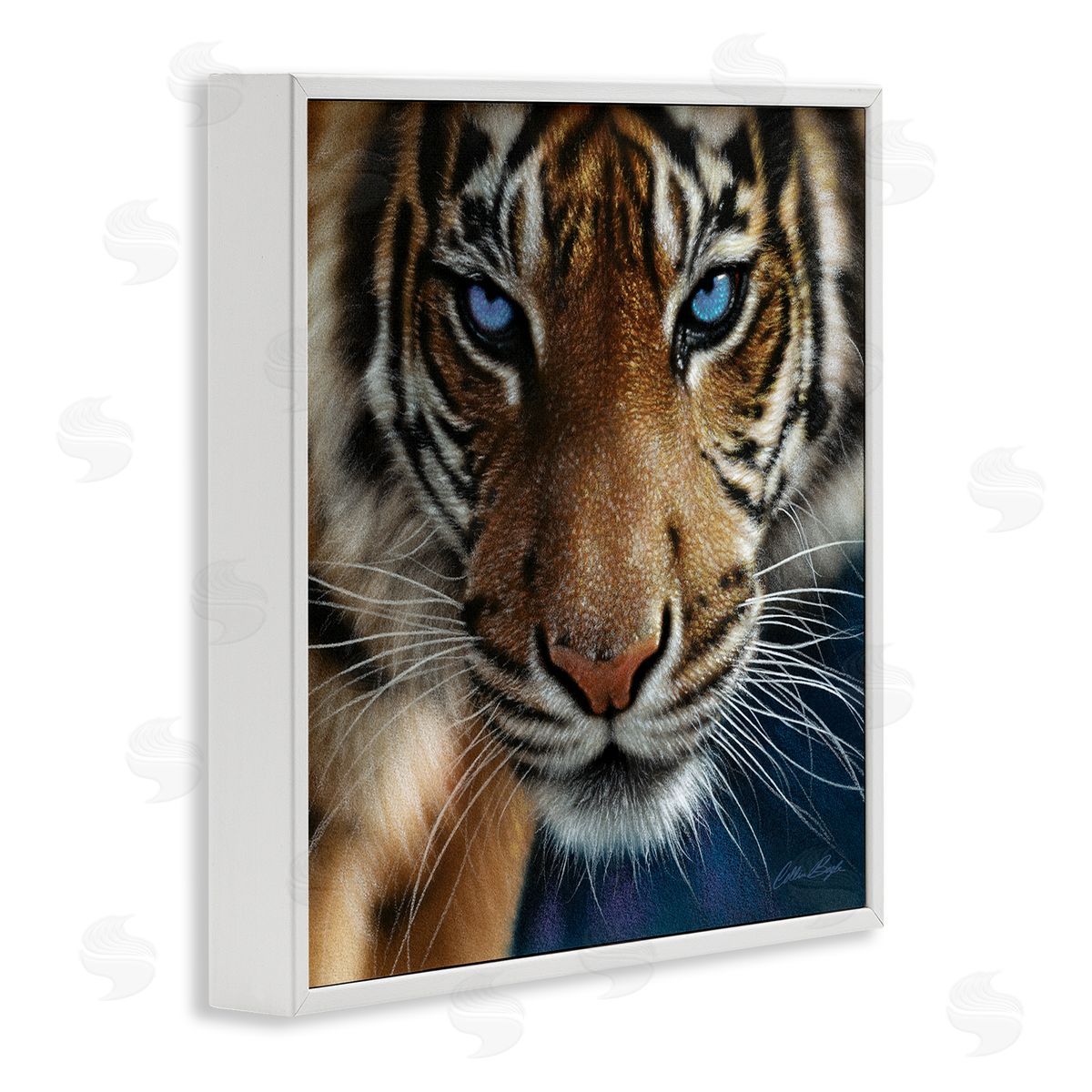 Collin Bogle Blue Eyed Beautiful Fierce Tiger Close Up Detailed Portrait  White Framed Glicee Wall Art Print