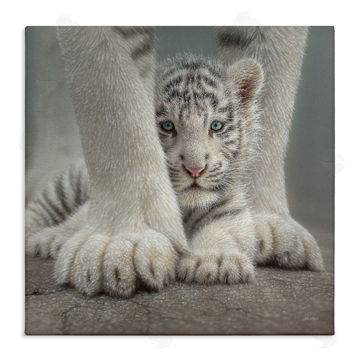 Collin Bogle Adorable Fuzzy Tiger Baby White Bengal With Mother Close Up  Stretched Canvas Wall Art Print