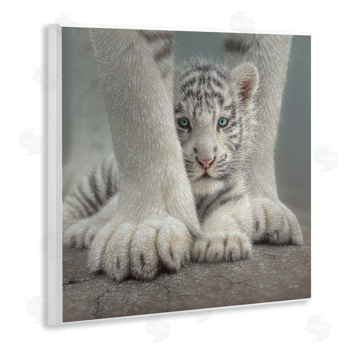 Collin Bogle Adorable Fuzzy Tiger Baby White Bengal With Mother Close Up  Wooden Wall Plaque Art Print