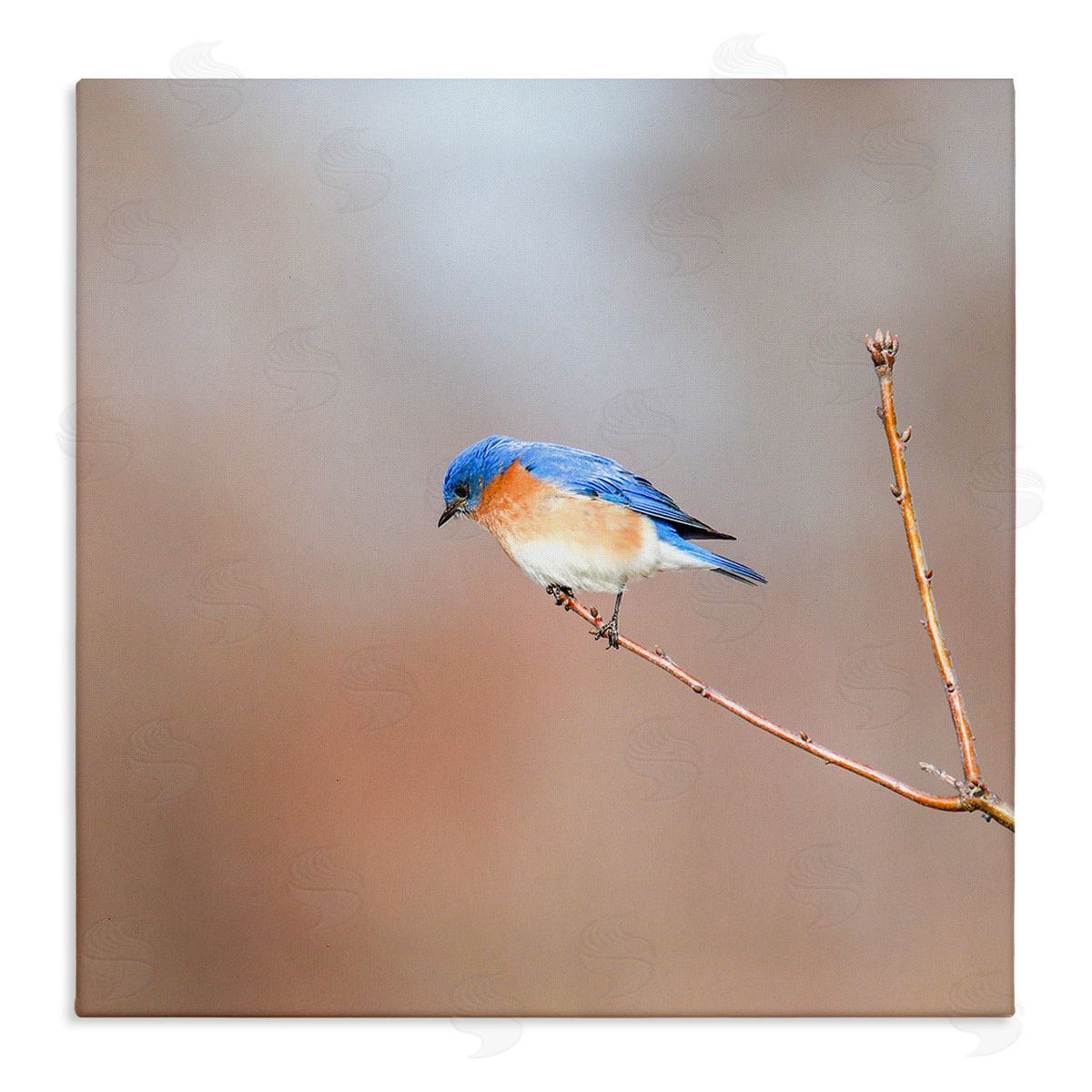 Daniel Sproul Lone Blue Jay Bird Tree Simple Design  Stretched Canvas Wall Art Print