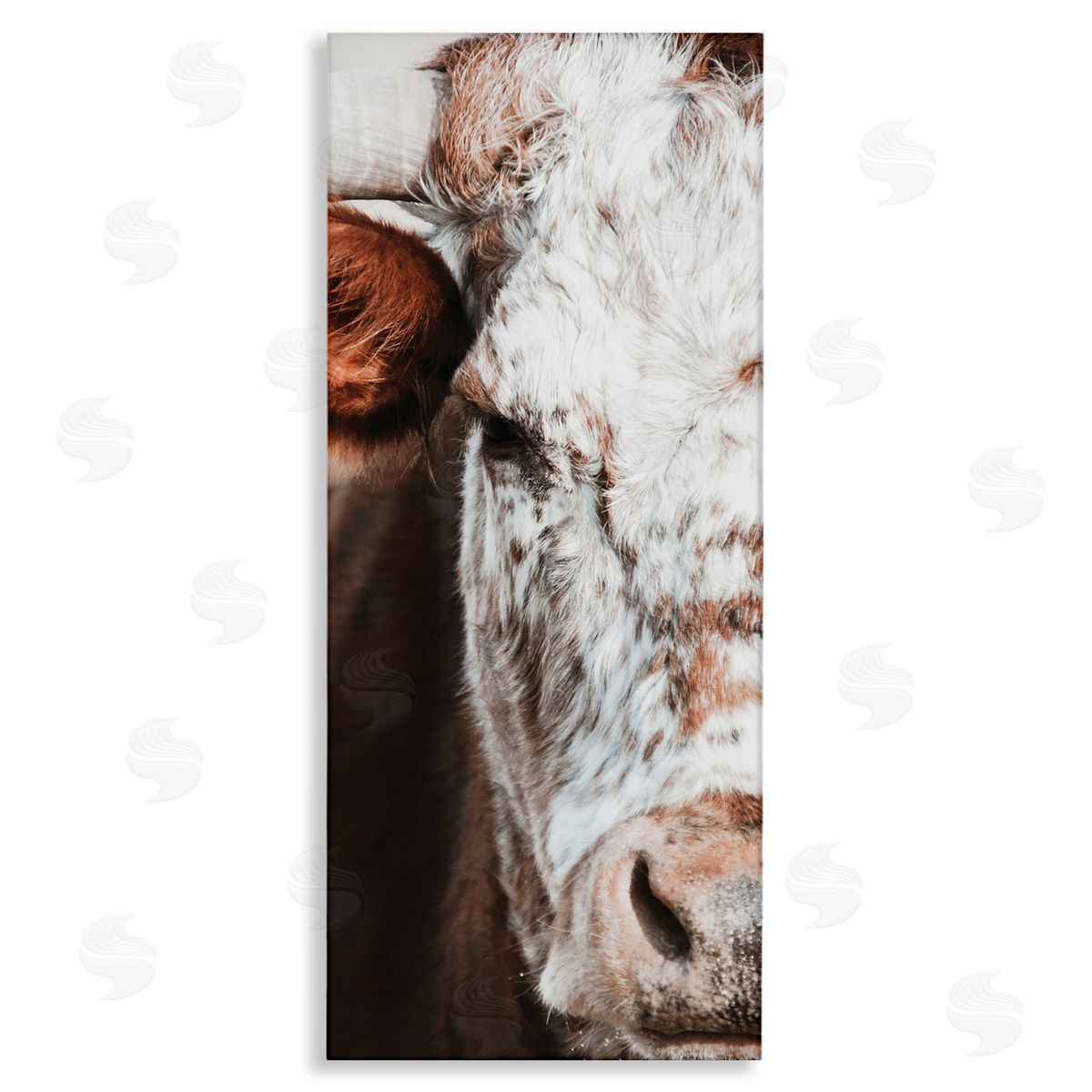 White Ladder Closeup Spotted Cow Cattle Detailed Farm Photography