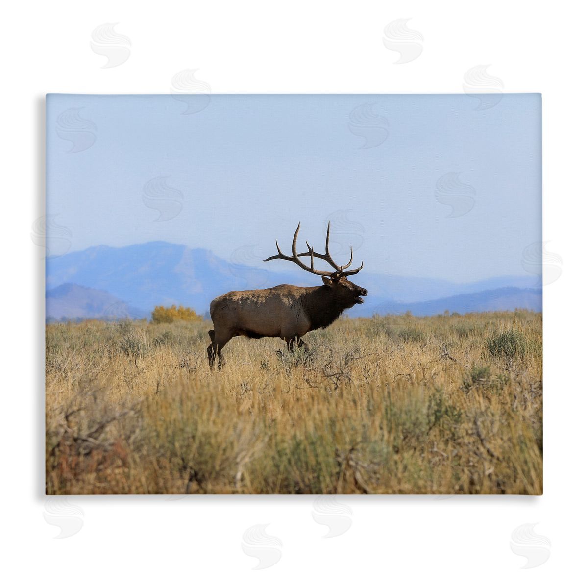 Daniel Sproul Elk Grazing Pasture Grassland Blue Distant Mountains  Stretched Canvas Wall Art Print