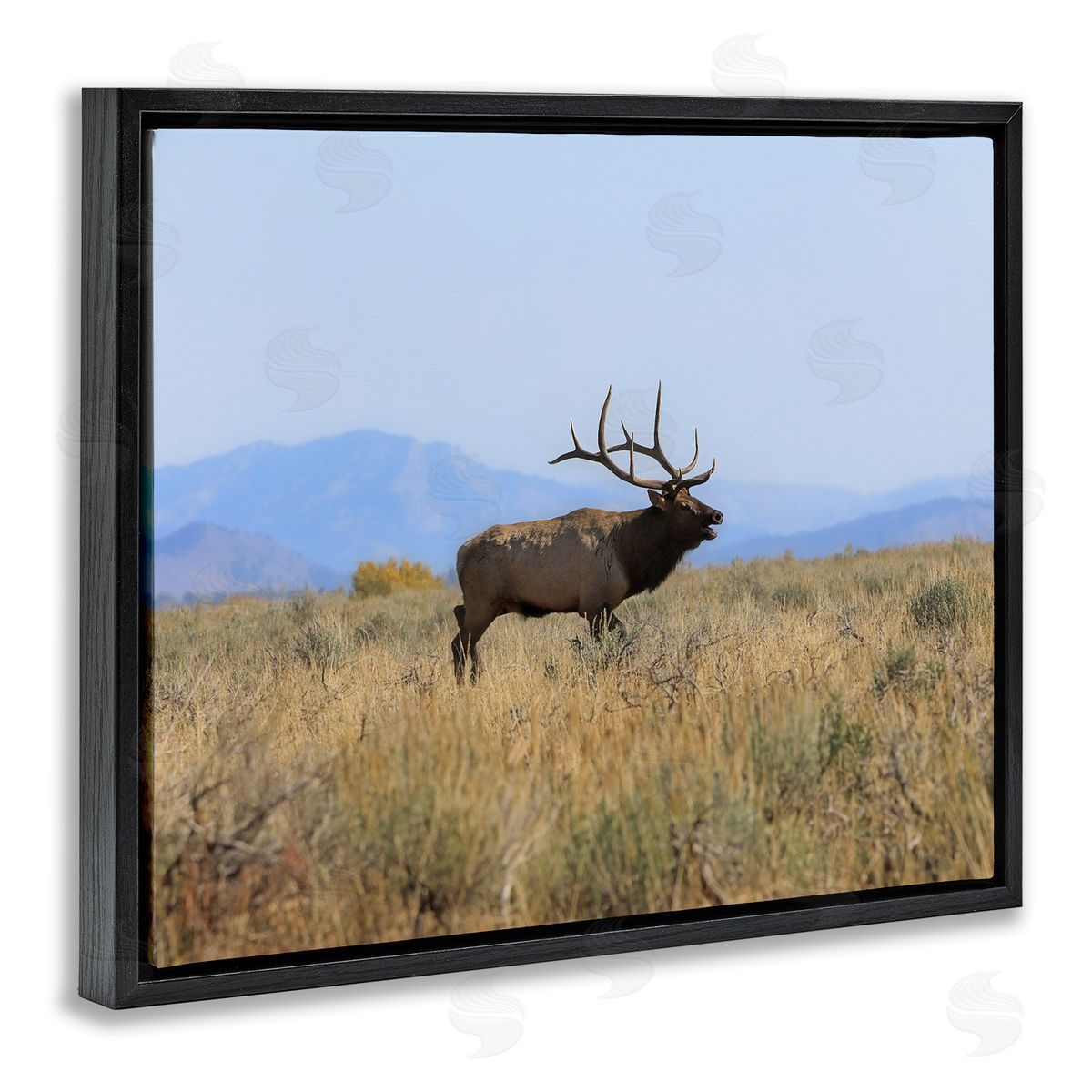 Daniel Sproul Elk Grazing Pasture Grassland Blue Distant Mountains  Black Floating Frame Canvas Wall Art Print